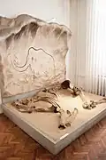Mammoth bones