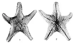 Drawing of two sea stars