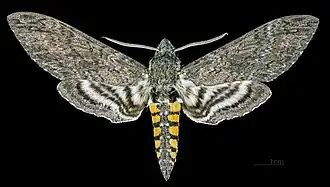 Male