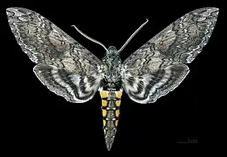 Female