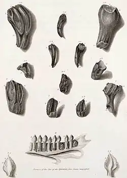Image 16Illustration of fossil Iguanodon teeth with a modern iguana jaw for comparison from Mantell's 1825 paper describing Iguanodon (from History of paleontology)