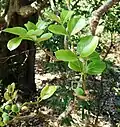 Adult leaves (rounded)