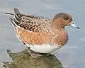 A female eurasian wigeon