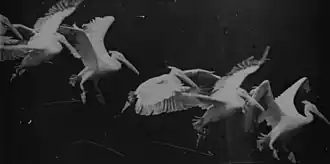 Image 28Flying pelican captured by Marey around 1882. He created a method of recording several phases of movement superimposed into one photograph (from History of film technology)