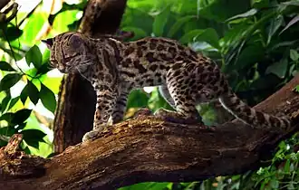 Spotted margay on a branch
