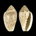 Marginella piperata Jeffreys Bay, South Africa