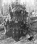 The end view of the Mark Twain Tree when it was felled in 1891