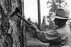 A marking axe used by a forestry officer