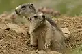Introduced alpine marmots in the Pyrenees
