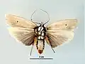 Male, ventral view
