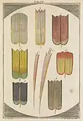 Butterfly wing scales