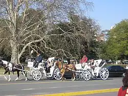 Horse-drawn buggies (mateos) near the Rose Garden