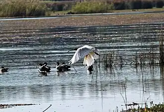 white ibis