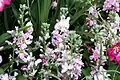 "Vintage Lilac," Brookside Gardens, Maryland
