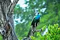 Indian peafowl