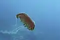 This is the first recorded find of M. Benovici in the Croatian part of the Adriatic Sea.