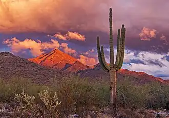 McDowell Mountains at dusk