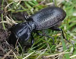 Close up of Mecodema howittii on the forest floor