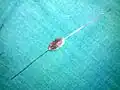 Bowman's lacrimal probe