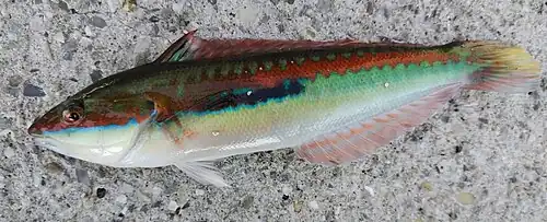 Male