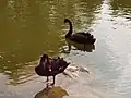 Meihu swan of Zhengzhou University