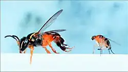 female fly attacking bee