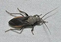 Photo of Melanolestes picipes