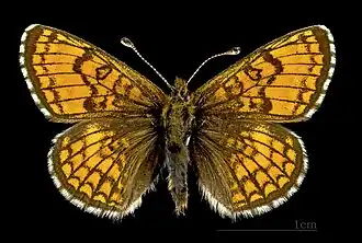 Male