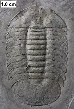 The Silurian styginid trilobite Meroperyx from the Waukesha Biota.