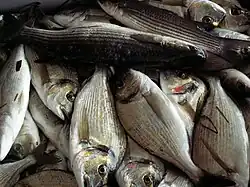 Fish caught in the lagoon