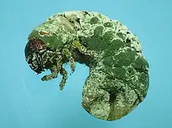 Metarhizium majus infected Oryctes rhinoceros larva with hyphal (whitish colour) and conidia sporulation/geminating (greenish colour) from its cuticle.