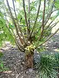 Metasequoia glyptostroboides (cultivated under synonym name "M. honshuenensis")