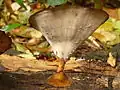 Yellow foot of fruiting body
