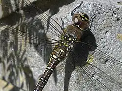 Female, showing markings