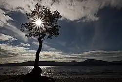 Backlit photo of a tree on the bank of a lake. The sky is blue and partly cloudy, there are hills in the background of the photo. The tree is in the middle of the photo, with a lensflare cutting through the barren branches of the tree.