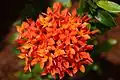 Red mini Ixora