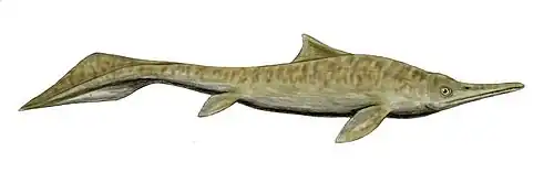 Mixosaurus cornalianus restoration, a Middle Triassic ichthyosaur