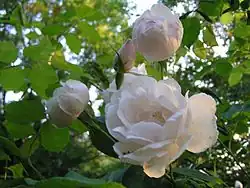 A group of loosely petaled white roses with a tint of pale pink, with the flowers at various stages from a closed bud to a fully open flower, green foliage behind.
