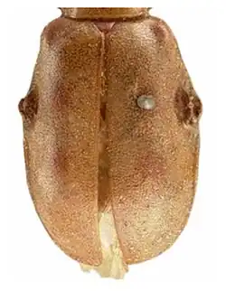 Malacorhinus foveipennis