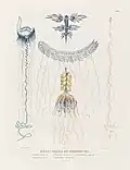 Molluscs and Zoophytes, Charles Alexandre Lesueur, from Voyage of Discovery to the Southern Lands 1807
