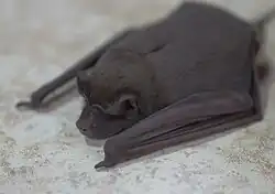 Black bat