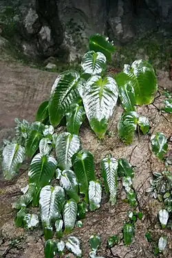 Monophyllaea glauca – each leaf is one separate plant