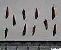 Monsonia angustifolia seeds.
