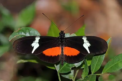 H. c. montanus Mount Totumas cloud forest, Panama