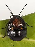 Late-instar nymph