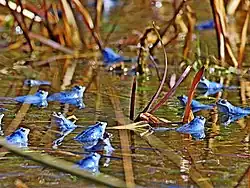 A scene of a pong with a dozen blue moor frogs scattered around the scene. They are all looking in different directions semi-submerged in the pond water.