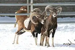 Brown bovids