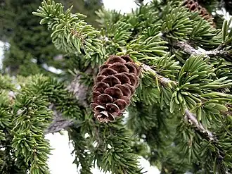 Mountain hemlock in the Mount Baker-Snoqualmie National Forest