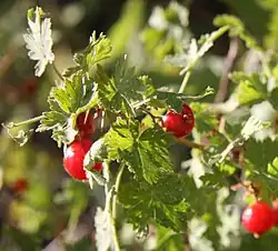Berries
