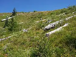 Image 3Twenty-five years after the devastating eruption at Mount St. Helens, United States, pioneer species have moved in. (from Habitat)